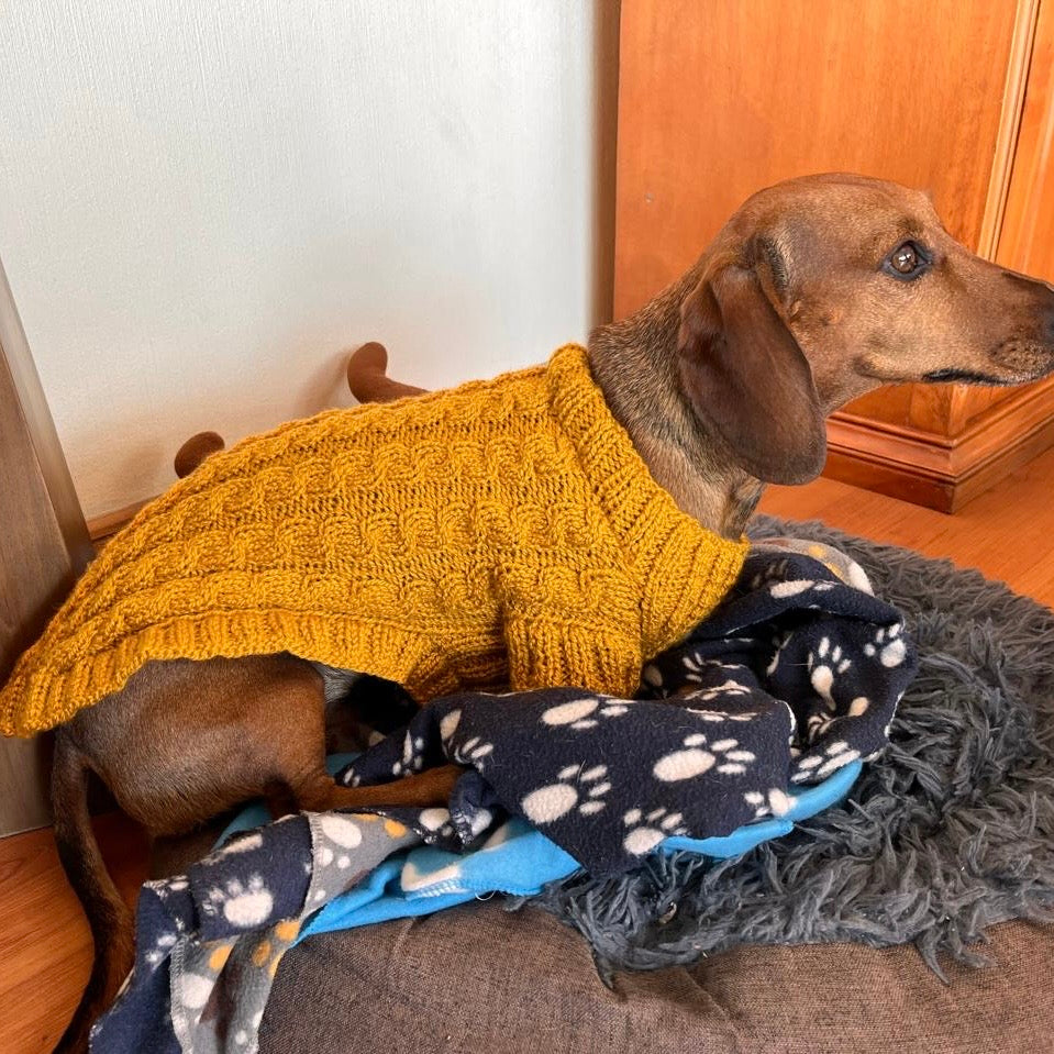 Kit Sweater Compañía | Mascotas