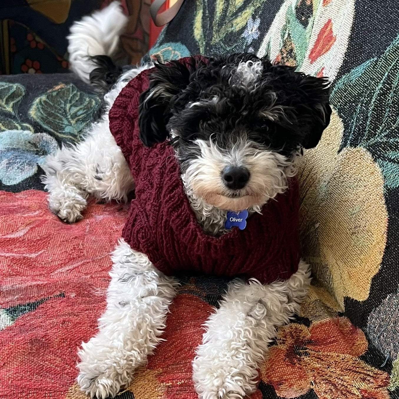 Kit Sweater Compañía | Mascotas