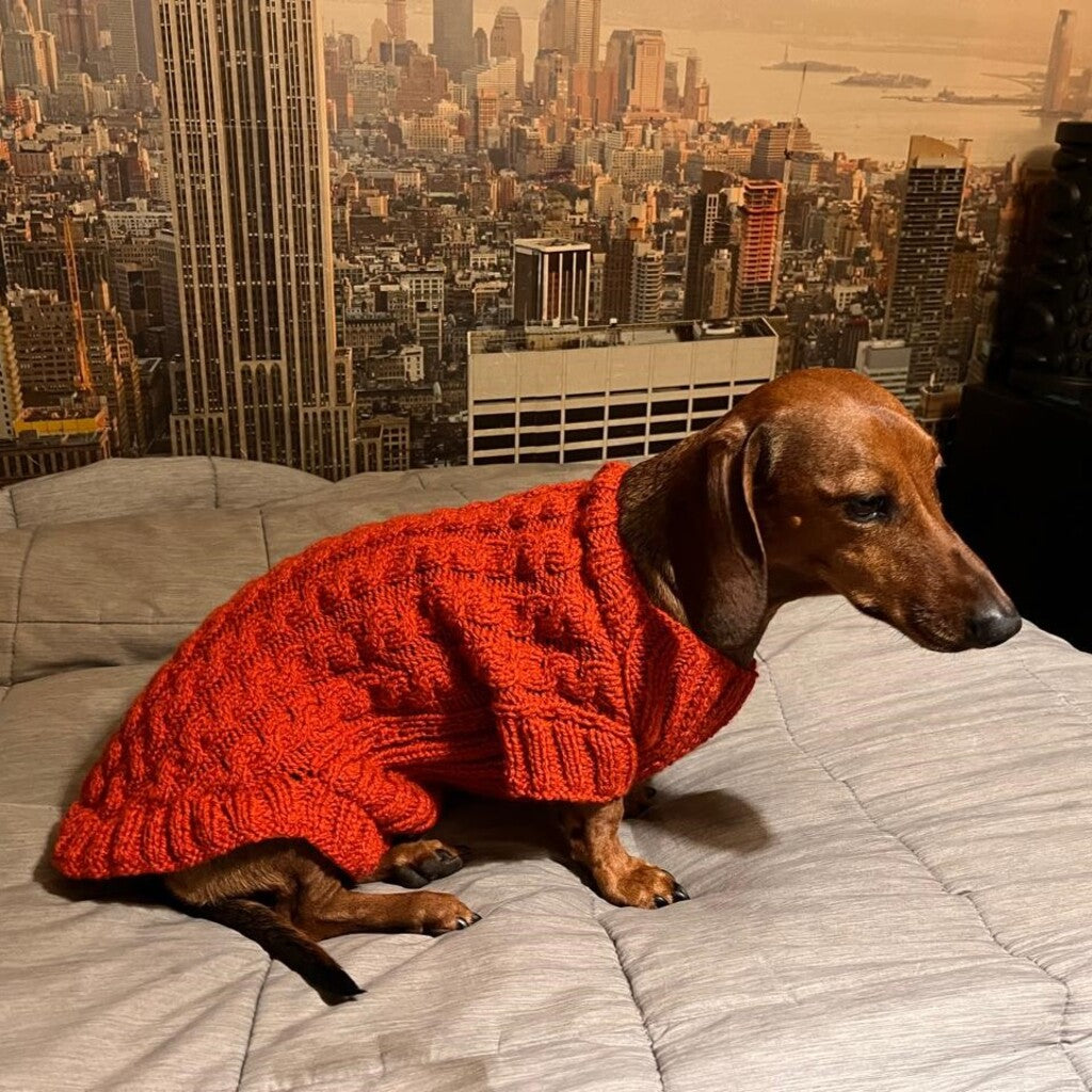 Kit Sweater Compañía | Mascotas