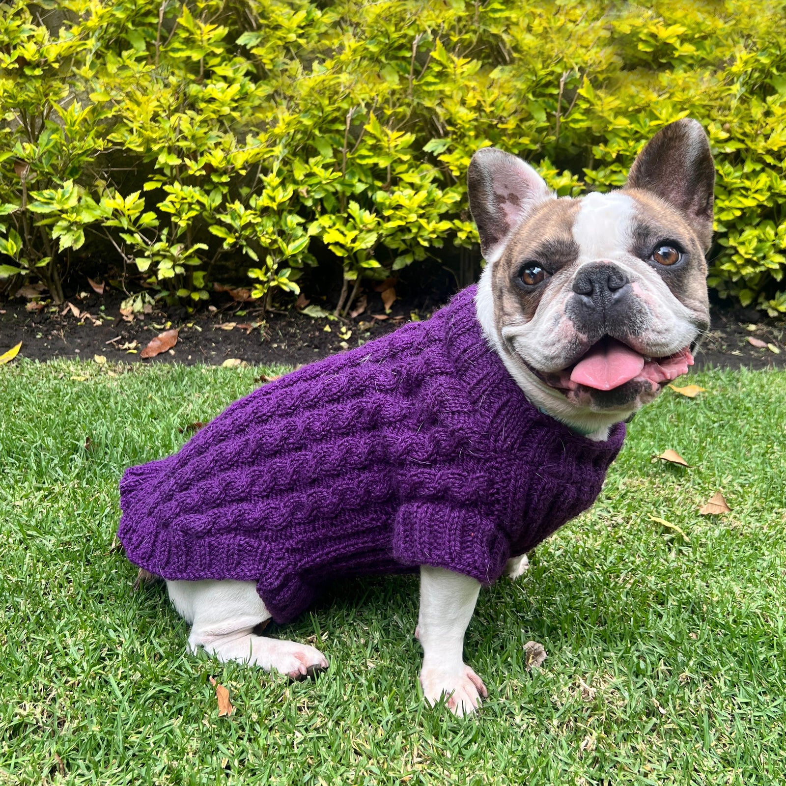 Clase Sweater Compañía | Mascotas