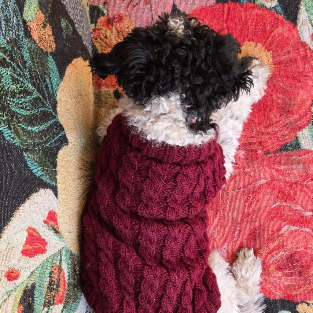 Clase Sweater Compañía | Mascotas